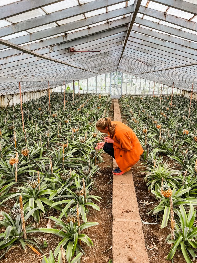 ananas plantage